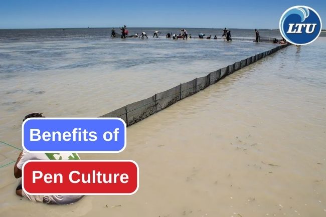 8 Advantages of Pen Culture as a Fish Culture Systems 